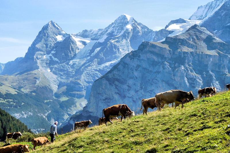 Swiss Alps Cows