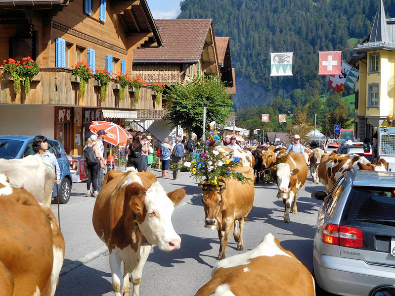 Cow Parade in Lauterbrunnen Switzerland
