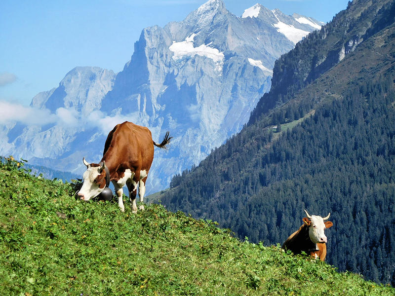 Cows in the Swiss Alps