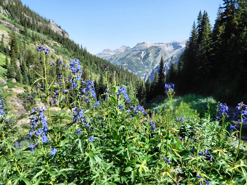 Telluride Alpine Meadows