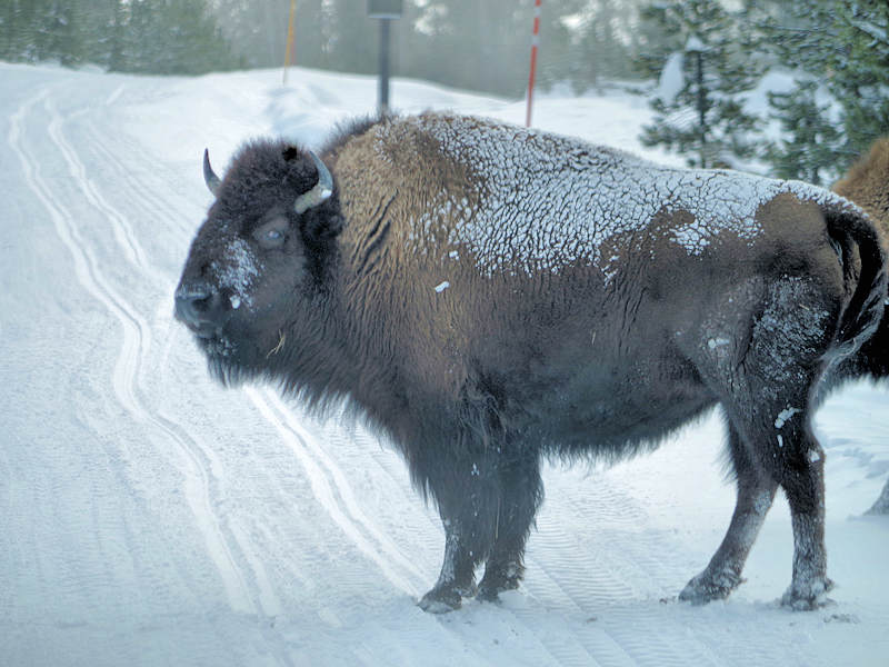 Yellowstone National Park Winter Bison