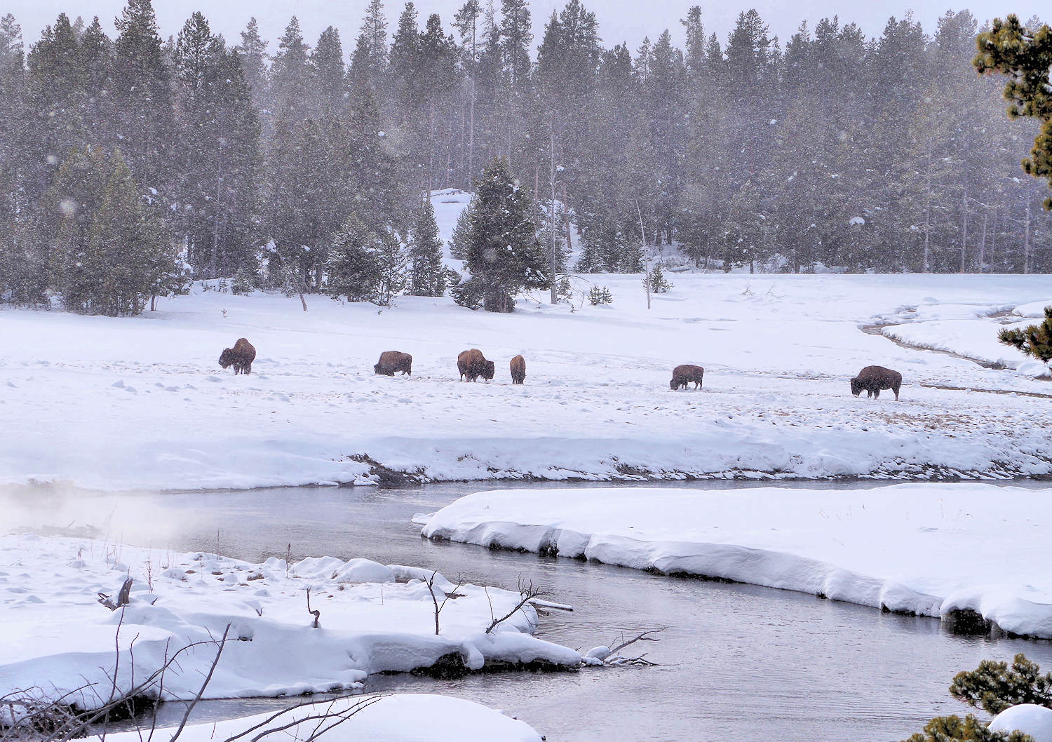 Yellowstone National Park Winter Trip