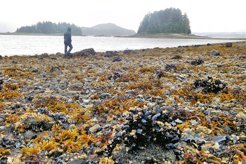 Auke Bay Beach, Juneau Alaska