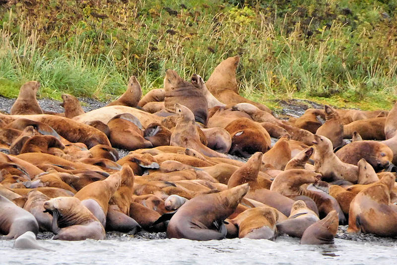 Alaska Sea Lions