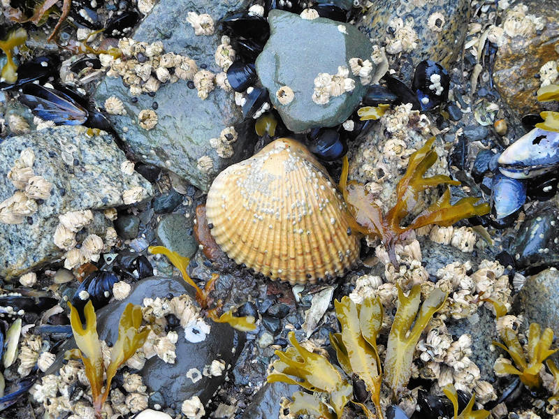 Shell on Beach in Alaska