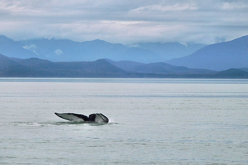 Whale Watching Juneau