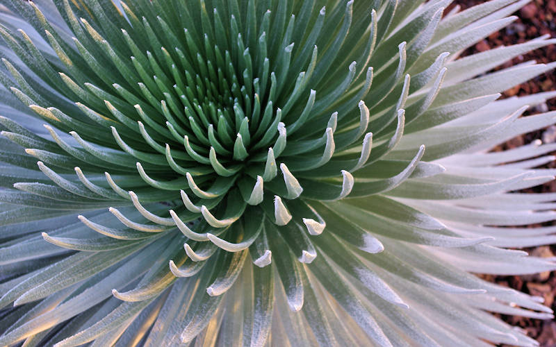 Haleakala silversword