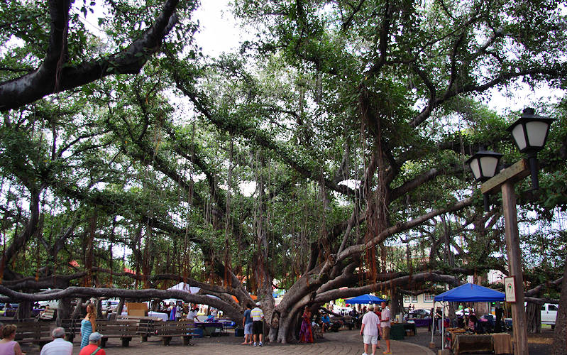 Lahaina Banyan Tree, Maui