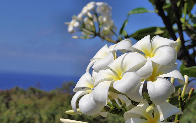 plumeria bloom