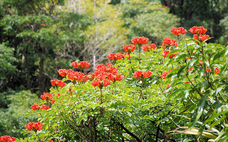 African Tulip Tree